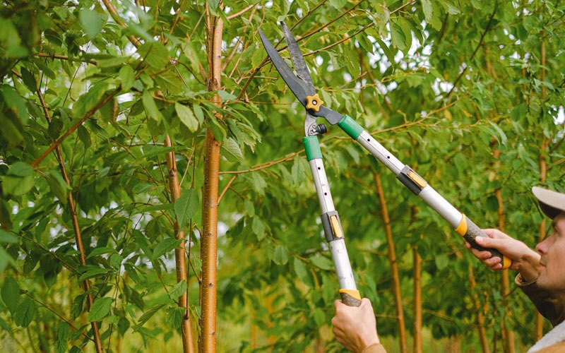 Tree trimming in Maryknoll, NY