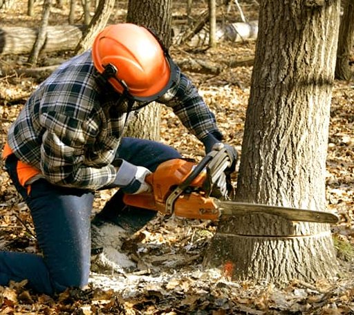 Tree Removal in Maryknoll, NY